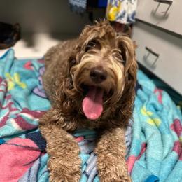 Xiomara - Australian Labradoodle