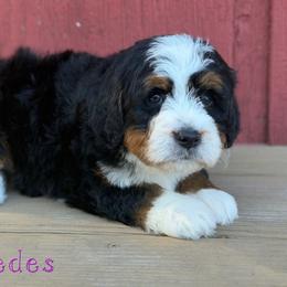Mercedes - Tri-color female Bernedoodle puppy in Henry, Illinois from Rowe Farms Doodles
