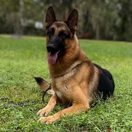 Titian - German Shepherd
