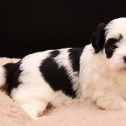 George Knightley - Black and white male Havanese puppy in Hendersonville, North Carolina from Grayfinn House
