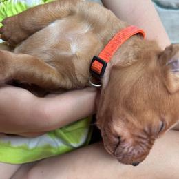 (Orange) Dreamer - Yellow male Labrador Retriever puppy in Brantwood, Wisconsin from Ritchie Road Labradors