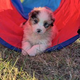 Fall - Australian Shepherd puppy from Saddle Peak Aussies