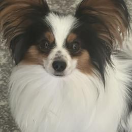 Papillon puppies from Guardian’s Papillons