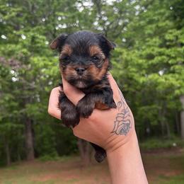 Sammy - Black and tan male Yorkshire Terrier puppy in Georgia from Nalley Kennels