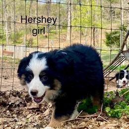 Hershey - Black tri female Miniature American Shepherd puppy in Harmony, North Carolina from Carolina Pride Miniature American Shepherds
