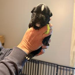 Green and gray - Brindle male Boxer puppy in Mooresboro, North Carolina from Echo Hollow Boxers