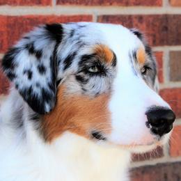 Dally - Australian Shepherd