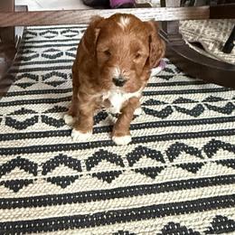 Koda - Apricot male Aussiedoodle puppy in Deer Park, Washington from Doodle Paw Ranch