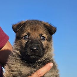 German Shepherd Puppies from Vom Haus Denfors K9