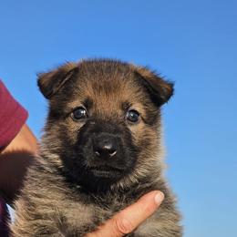 German Shepherd Puppies from Vom Haus Denfors K9