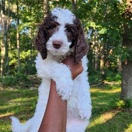 Salsa - Parti female Poodle puppy in Dover, Delaware from Dogtastic Poodles