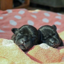 Staffordshire Bull Terrier Puppies from Ol'Wood Staffords