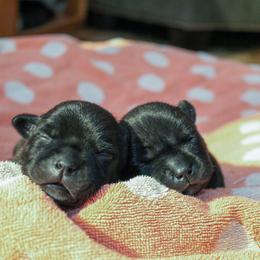 Staffordshire Bull Terrier Puppies from Ol'Wood Staffords