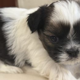 Sis - Black gold and white female Shih Tzu puppy in Dunlap, Tennessee from Beards of Glory