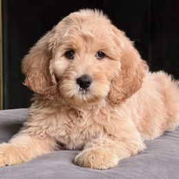 Sandy - Apricot female Australian Labradoodle puppy in Stanwood, Washington from Victoria Creek Australian Labradoodles