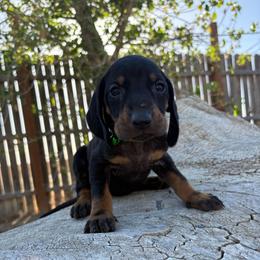 Father's Day Dark Green - Black and tan male Black and Tan Coonhound puppy in Pueblo, Colorado from BT Coonhound