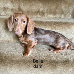 Bella - Dachshund