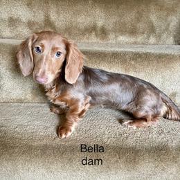 Bella - Dachshund