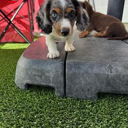 Pallegrino - Piebald male Dachshund puppy in Temecula, California from Naomi Magee's Dachshund Kennel