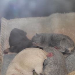 French Bulldog Puppies from 4 Leaf Frenchies