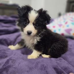 Lottie - Black tri female Miniature American Shepherd puppy in Delta, Ohio from Sunrise Miniature American Shepherds