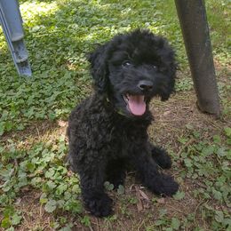 Poodles from Mitchell's Canine Companions