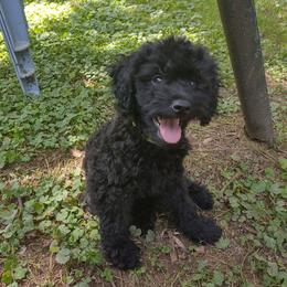 Poodles from Mitchell's Canine Companions