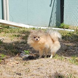 Virtue - Cream female Pomeranian puppy in Plant City, Florida from Pepper's Pomeranians