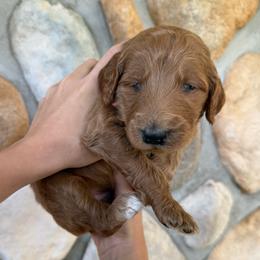 Red - Red  female Goldendoodle puppy in Kent City, Michigan from Hannah Mae Doodles