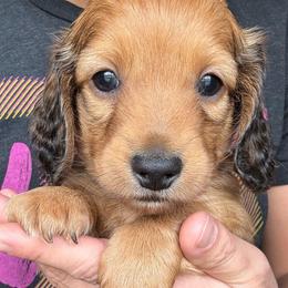 Graham - Sable male Dachshund puppy in West Plains, Missouri from Little Legs Legacy