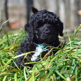 Portuguese Water Dog Puppies from Allegiance Portuguese Water Dogs