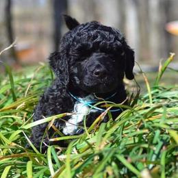 Portuguese Water Dog Puppies from Allegiance Portuguese Water Dogs