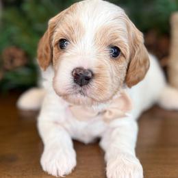 Dasher - Brown Collar - Blenheim male Cavapoo puppy in South Jordan, Utah from Simply Sweet Paws. LLC