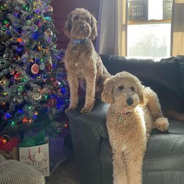 Labradoodle Puppies from Blackberry Hill Doodles