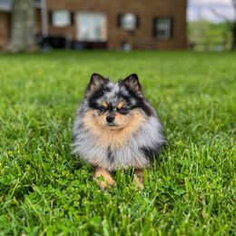 Luna - Pomeranian