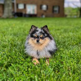 Luna - Pomeranian
