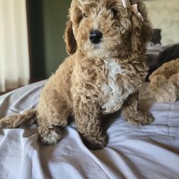 Bernedoodle and Goldendoodle Puppies from 4goldendoodles