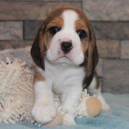 Marty - Black tan and white male Beagle puppy in Morrill, Kansas from Kelle Beagles