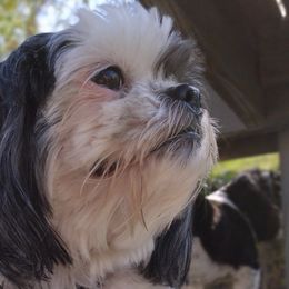 Shih Tzus from Bella's Babies
