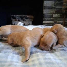 Green boy - Dark golden male Golden Retriever puppy in Howell, Michigan from Robbin's Treasures