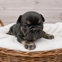 Vince - Tricolors male French Bulldog puppy in Warm Springs, Arkansas from State Line Dachshunds & Frenchies