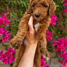 Pepsi - Red  female Poodle puppy in Mesa, Arizona from Desert Doodles