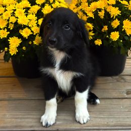 Australian Shepherd Puppies from Southern Tribute Farms
