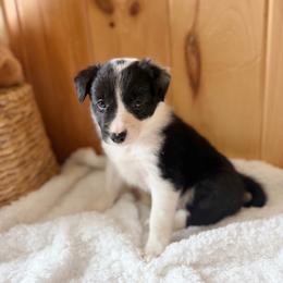 Maeve - Black and white female Border Collie puppy in Owenton, Kentucky from Three16 Ranch