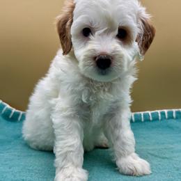 Mojito - Parti female Goldendoodle puppy in Hendersonville, North Carolina from Kim's Cove