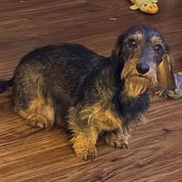 Sundae - Dachshund