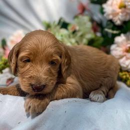 Goldendoodle Puppies from ENC Goldendoodles