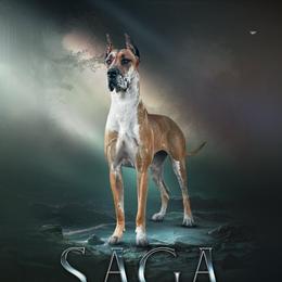 Saga - Great Dane