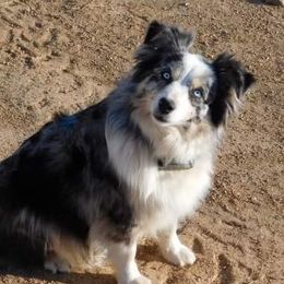 Daisy - Miniature Australian Shepherd