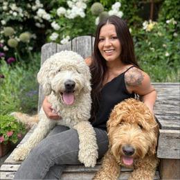 Goldendoodle All Grown Up from Goldenvalley Doodles